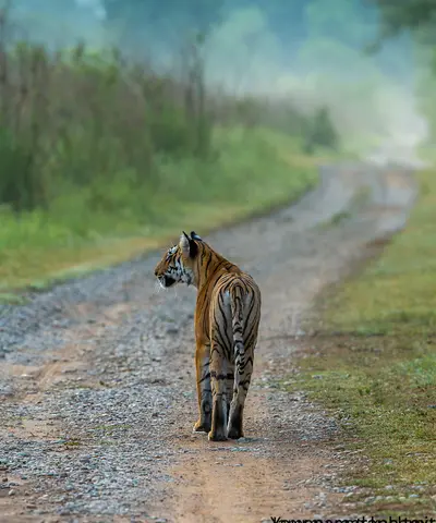 CORBETT NATIONAL PARK